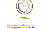 OneShine™CRISPR/Cas9基因过表达细胞文库