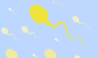 复发性流产不仅仅只是女性原因，还和男性精子质量有关