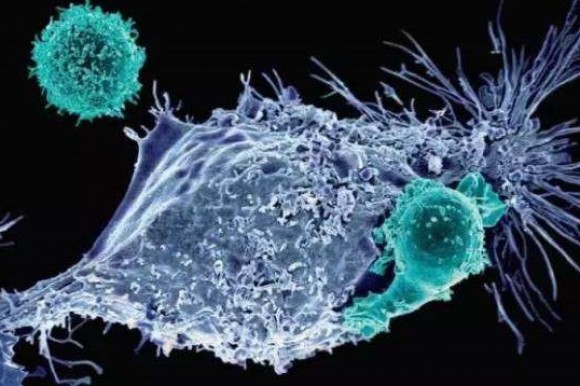 康宁杰瑞PD-L1-CTLA-4双靶抗体澳洲临床试验进行中，中国可期