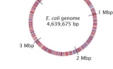 PNAS : 遗传之谜告破，生物万象皆将有据可循