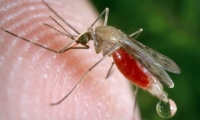 Science：你敢信？这种灭蚊方式的杀伤力高达99%
