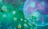Cell：外泌体是代谢疾病中被忽视的关键因素
