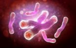 Cell：诺奖获得者将端粒酶附着过程可视化