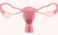 《NEJM》发表山大生殖团队新成果：肿瘤易感基因BRCA2突变导致卵巢早衰