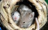 PNAS：“不干不净不生病”有科学证据