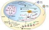 Nature子刊：科学家解开生命基本法则的“环”之谜