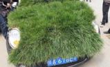 生物能源发生器：试管里的乐高积木 变杂草为生物燃料