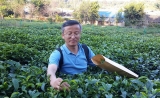 茶叶不同风味何处来：中国科学家全球首次解析茶树基因组