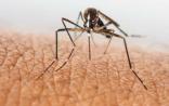 Science关注：蚊子唾液“助威”病毒的感染？满满都是套路