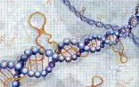 两篇Science文章发布基因表达研究壮举