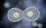 Science破解DNA复制速度如何调控，可用于抗癌