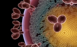 研究发现了可消除HIV的新方法