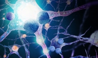 天津医科大学《Nature》子刊发文：免疫细胞加速正常人脑衰老
