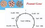 国际花生基因组：花生二倍体野生种全基因组测序完成