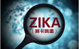 高福院士、李向东教授最新Cell：Zika病毒或导致雄性小鼠不育！