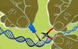 Cell：CRISPR/Cas9再获重要突破