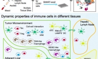 《Cell》重磅：北京大学张泽民课题组与德国药企勃林格殷格翰联合发表关于单