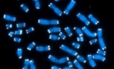  PNAS：端粒长度检测可筛查短端粒相关的疾病风险