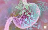 Science：炎症会促使肠道微生物进化