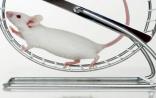 eLife：跑步结合视觉刺激让小鼠重见光明