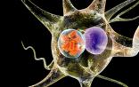 Science报道：狂犬病毒或成精准治疗脑癌的“神器”