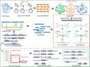 贯善生物自主开发二三代混合组装软件 AssembleSAT3.0