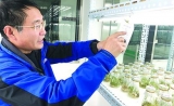 中国转基因大米“出国记” 首次在境外获得食用许可