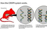 科学家首次用Crispr技术修正老鼠肝病基因