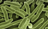 Cell：让细菌变成自养生物！靠消耗二氧化碳生长