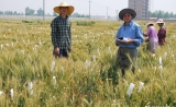 Nature：我国完成小麦A基因组测序