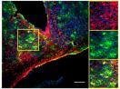 Cell子刊：星形胶质细胞又被发现新功能——掌管生物钟