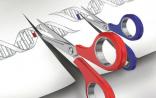 Nature：基因组编辑新技术 或超越CRISPR