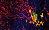 首次！Science：科学家们观测到神经干细胞的分裂过程