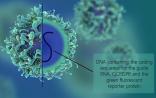 Nature Communications：迄今为止最小的Cas9基因剪刀