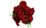Nature：CRISPR专利之争愈演愈烈 或将鱼死网破
