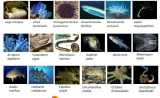 天津生物芯片百万基金助力中国海洋水产生物基因组研究，  等你来约！