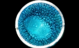 中科院动物所新成果：利用人胚胎干细胞产生异种嵌合体