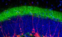 PNAS：爹锻炼，儿受益