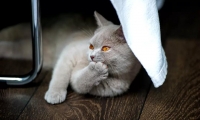 辛苦了……科学家们力证猫咪也爱与人互动