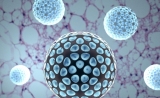 Cell子刊：纳米药物促成脂肪“褐变”！