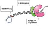 Takara推出PCR领域的全能酶