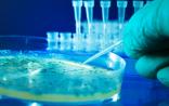 美曾针对中国试验生物武器：可摧毁水稻