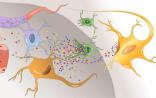 Neuron：科学家发现抑制免疫系统过度激活的蛋白