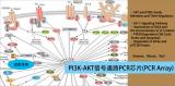 PI3K-AKT信号通路PCR芯片（PI3K-AKT Signaling PCR Array）（促）